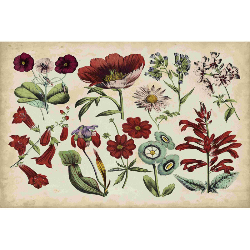 Tableau botanique antique I, H 8 po x l 12 po