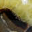 Genuine Polished Septarian Palm Stone