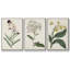 Ensemble de 3 pièces encadrées sur toile Antique Botanical Collection VII-97760029-97760034