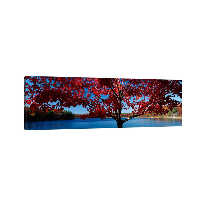 Close-up Of A Tree, Walden Pond, Concord, Massachusetts, USA - Wrapped Canvas Panoramic Print