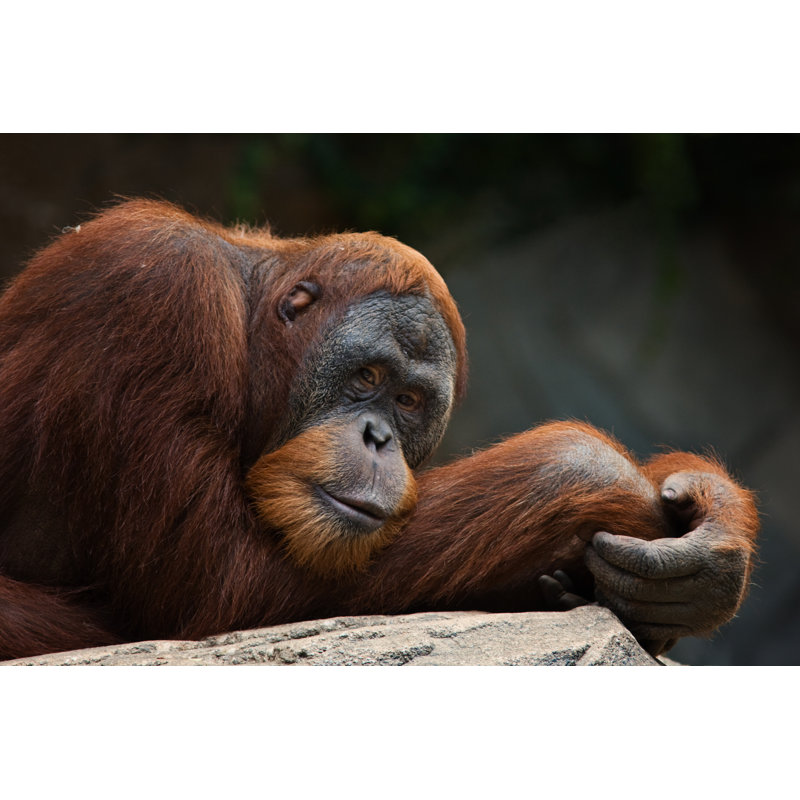 Orangutan by Cinoby - Wrapped Canvas Print, 30cm H x 46cm W x 3.8cm D