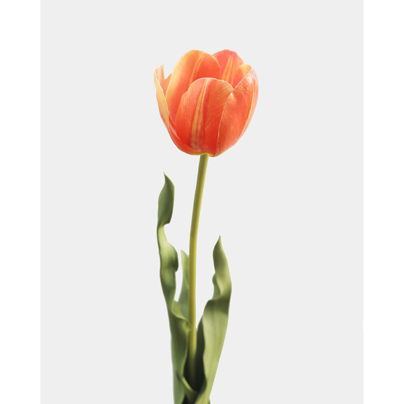 Yellow Orange Tulip 22.5", White