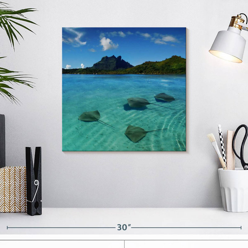 Braming Bora Bora Stingrays