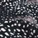 Louis Animal Print Area Rug in Black/White/Gray