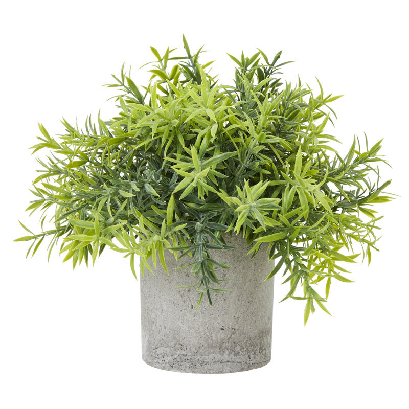Andaiye 20cm Plant in Pot