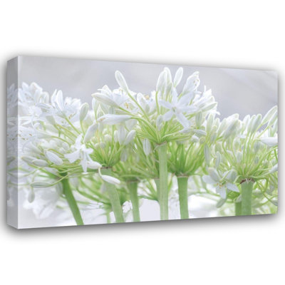 ArtDirect Frank, Assaf Gallery Wrapped Canvas Art Titled: African Lily I
