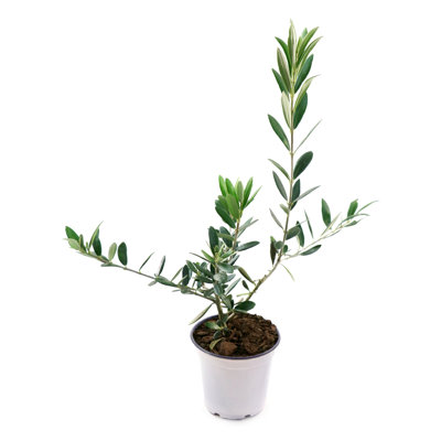 4 in. Olive Tree (3-Pack)