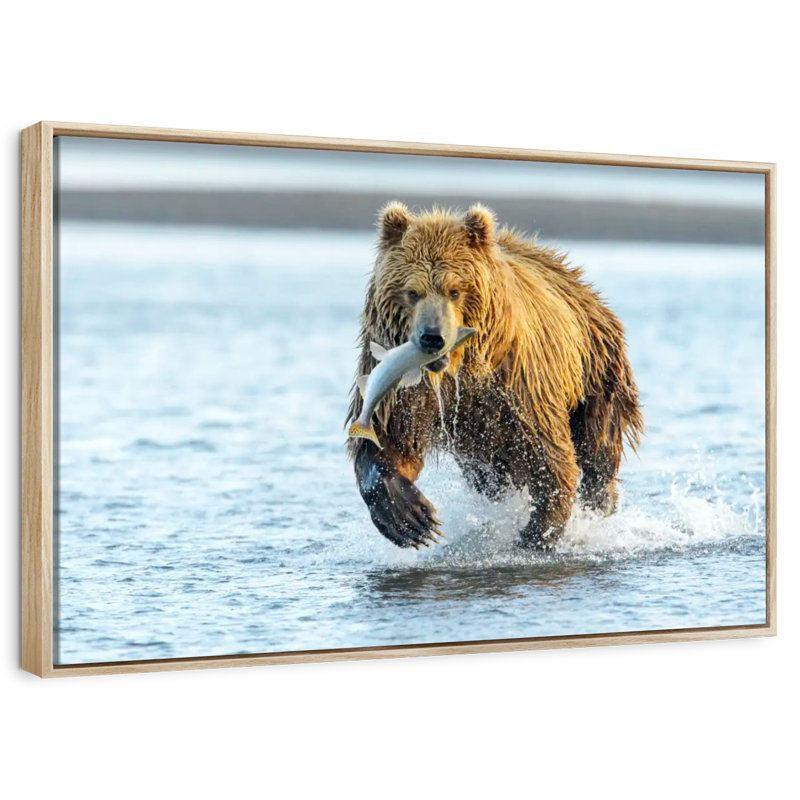Grizzly avec saumon, Cadre flottant en bois naturel, 37 po x 25 po