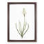Arabian Starflower by Pierre-Joseph Redoute - Single Picture Frame Painting-55544951-55544959