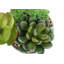 Plante succulente en pot 7 po Mcclendon