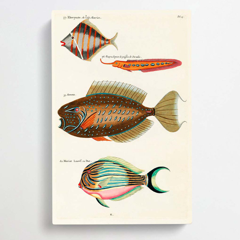 East Indies Fish Illustrations Fol. 13 by Kawanabe Kyosai - Wrapped Canvas, 50cm H x 35cm W x 3cm D