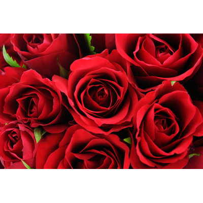 Fond de roses sauvages rouges par Moncherie