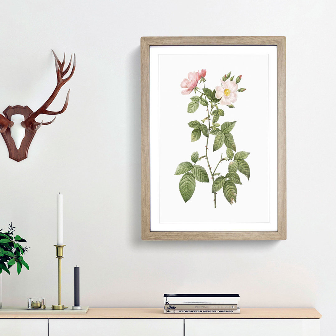 Redleaf Rose in Bloom by Pierre-Joseph Redoute - Picture Frame Painting Print