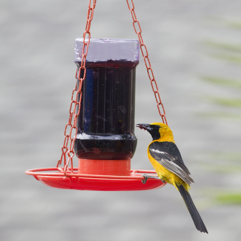Mangeoire pour colibris Kowalewski Oriole Jelly