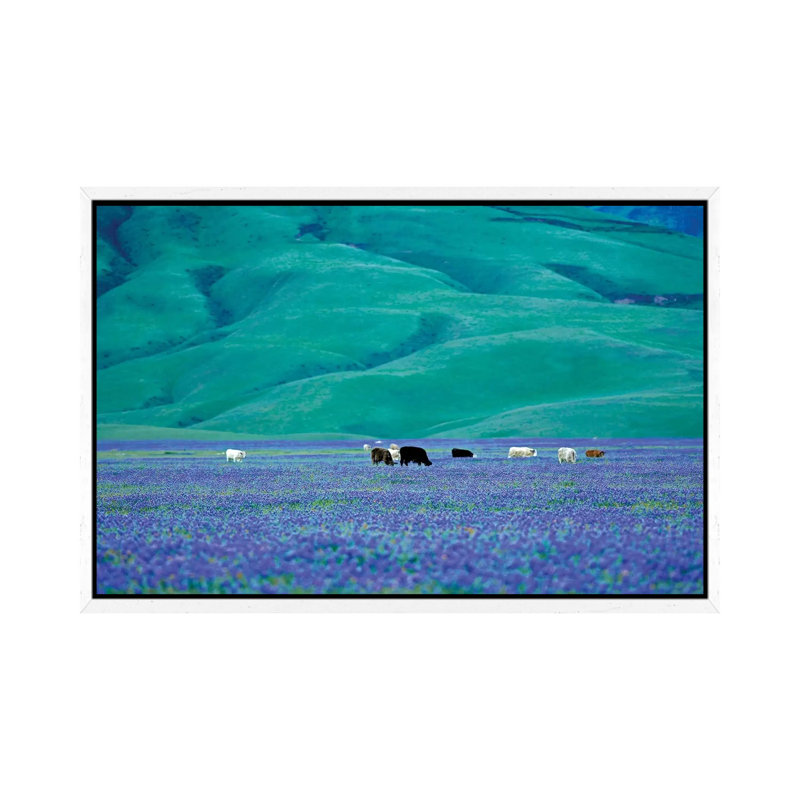 Cows In Lupine I by Dennis Frates - Print on Canvas, White Framed, 45.72cm H x 66.04cm W x 3.81cm D