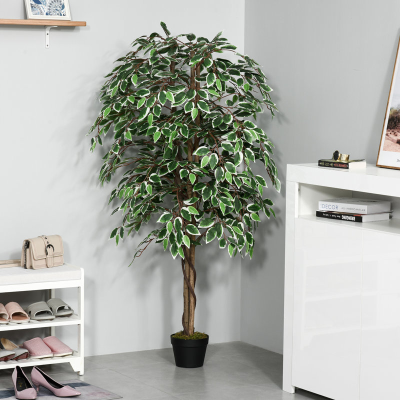 Plante 63 po