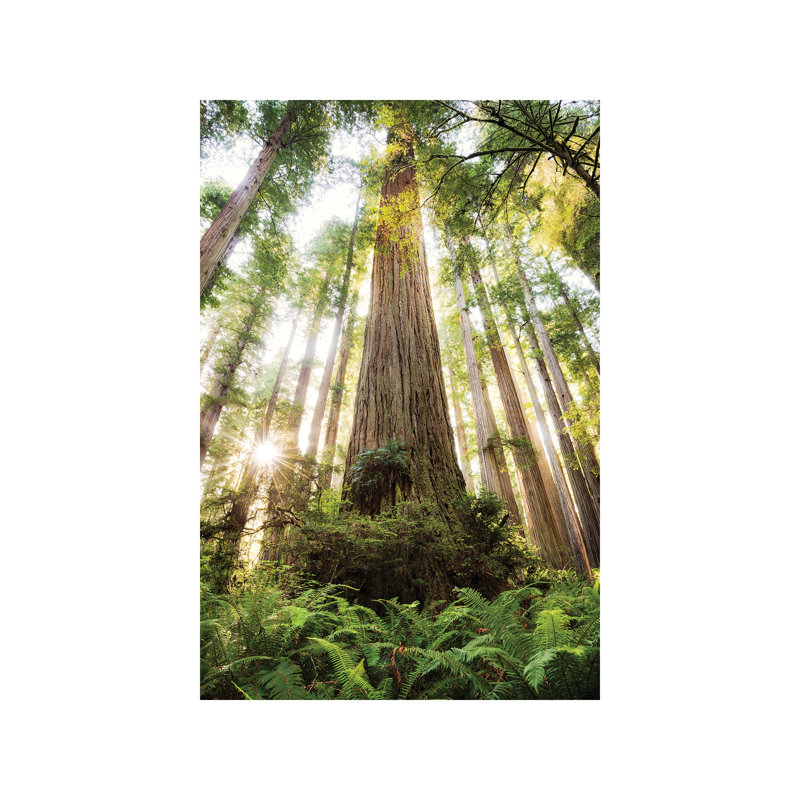 Redwood Forest by Stefan Hefele - Wrapped Canvas Print, 101.6 cm H x 66.04 cm W x 3.175 cm D