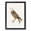 Red Kite by Von Wright - Picture Frame Painting Print-55772035-55772036