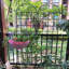 Paquet de 4 treillis de jardin en métal pour jardin d'escalade pour plantes grimpantes en acier de muyuyui-990454005-996189715