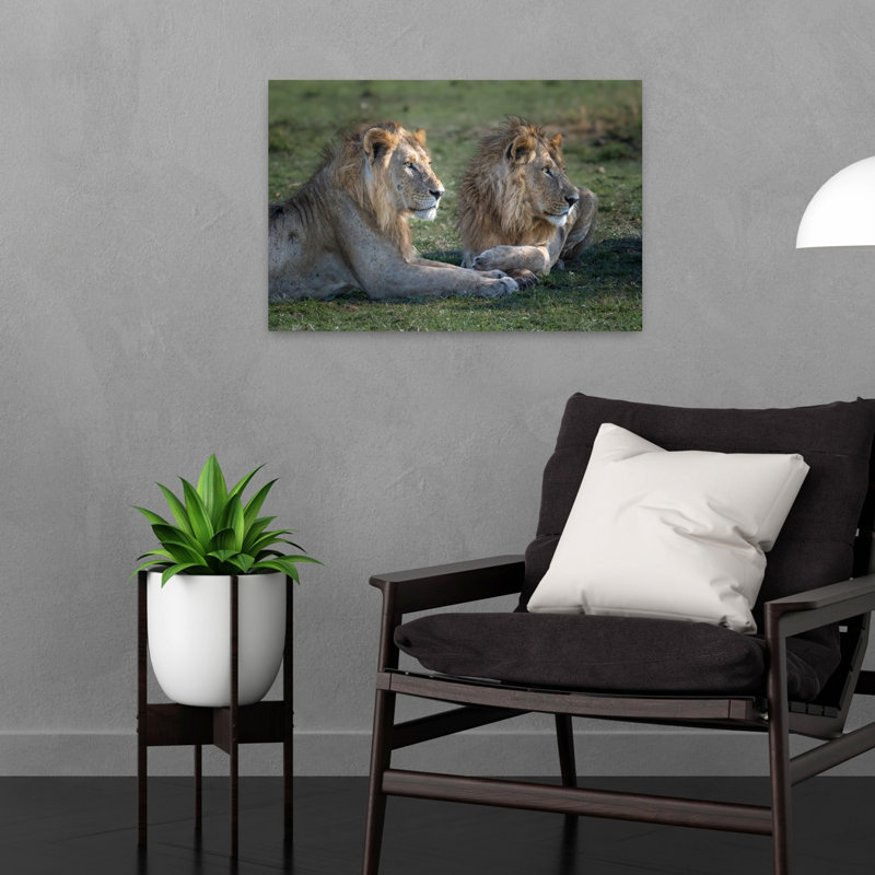 African Lion Duo Contemporary Cat Lion Nature Wildlife Wall Art Print, 40.64cm H x 60.96cm W