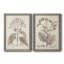 Antique sépia botanicals II, toile encadrée de qualité supérieure - prête à être accrochée-1525360195-1525360199