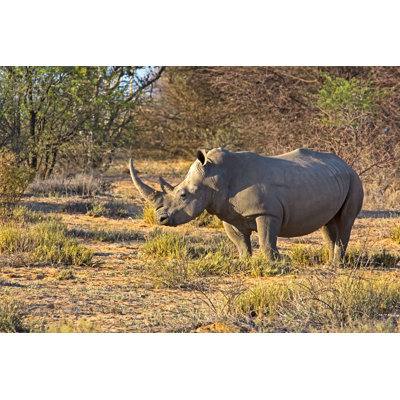 Rhinocéros blanc au Botswana - photographie sur toile tendue