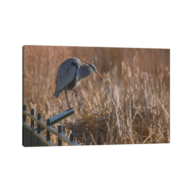 Blue Heron on Reader Board 1 Piece Wrapped Canvas Wall Art, 20.32 cm H x 30.48 cm W