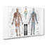 Illustration Of Human Anatomy In French - Wrapped Canvas Painting-55362213