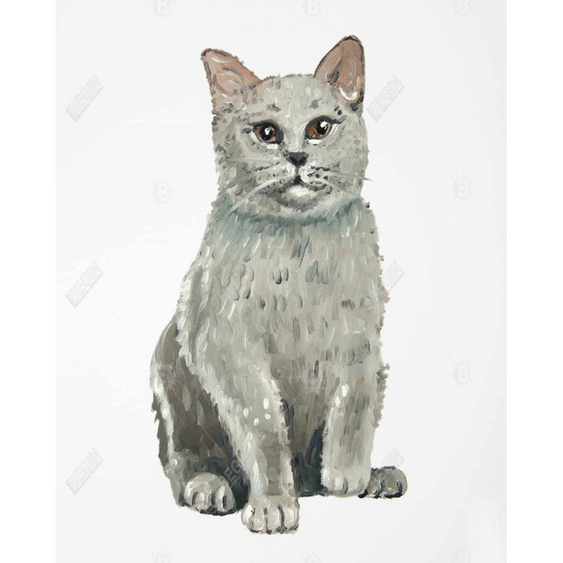 «British Shorthair Cat» sur toile