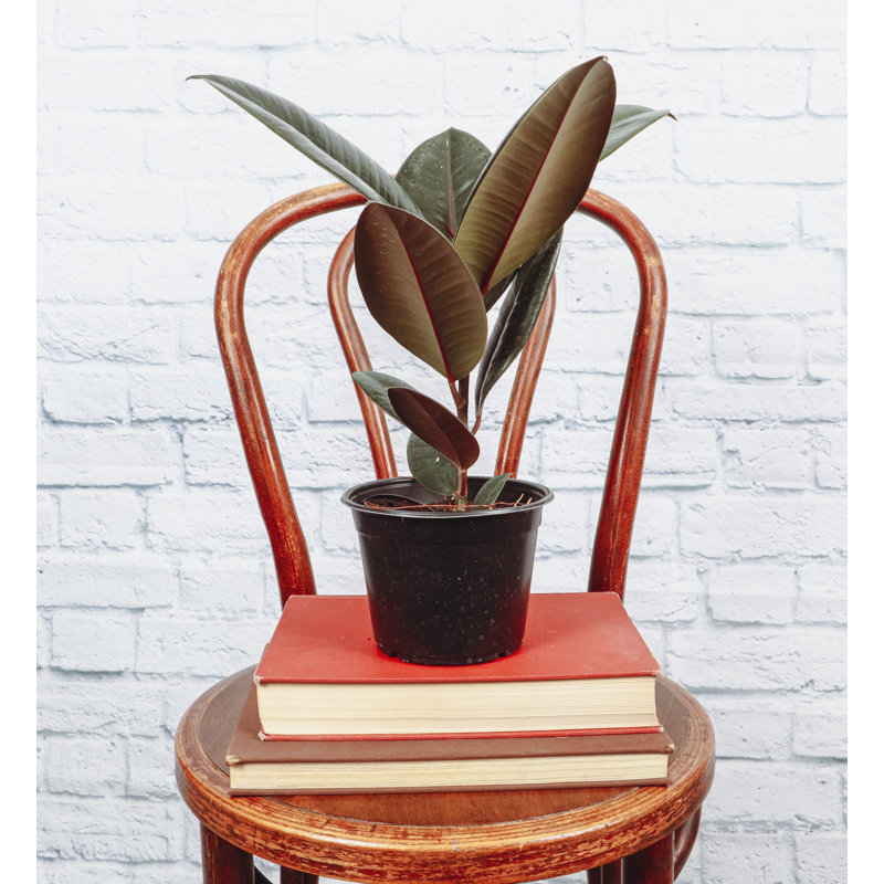 Live Burgundy Rubber Plant, 12" H x 4.5" W x 4.5" D