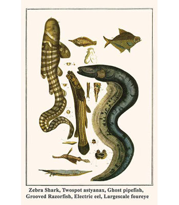 « zèbre shark twospot astyanax ghost pipefish razorfish rainured seba » par albertus, impression