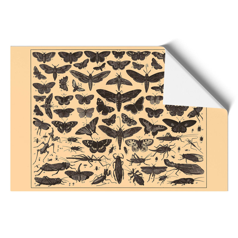 Encyclopedia Butterflies and Insects - Frameless Print, 21cm H x 30cm W x 0.1cm D