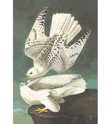 «White Gyrfalcon» par John James Audubon, impression