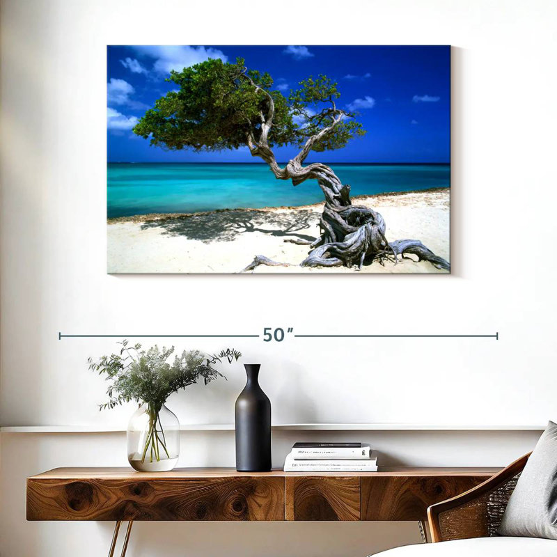 Divi Divi arbre Aruba Petites Antilles, H 26 po x l 39 po