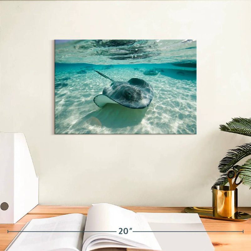 Brampt Underwater Southern Stingrays, 8" H x 12" W