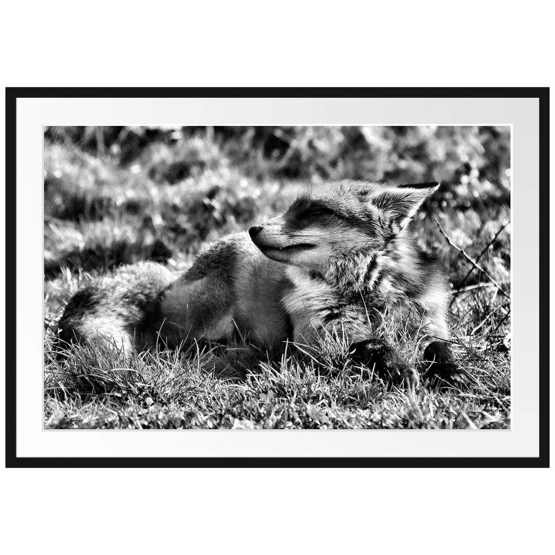 Gerahmtes Poster Kleiner Fuchs auf Wiese