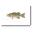 « Small-Mouthdown Black Bass »-impression sur toile tendue-836655609