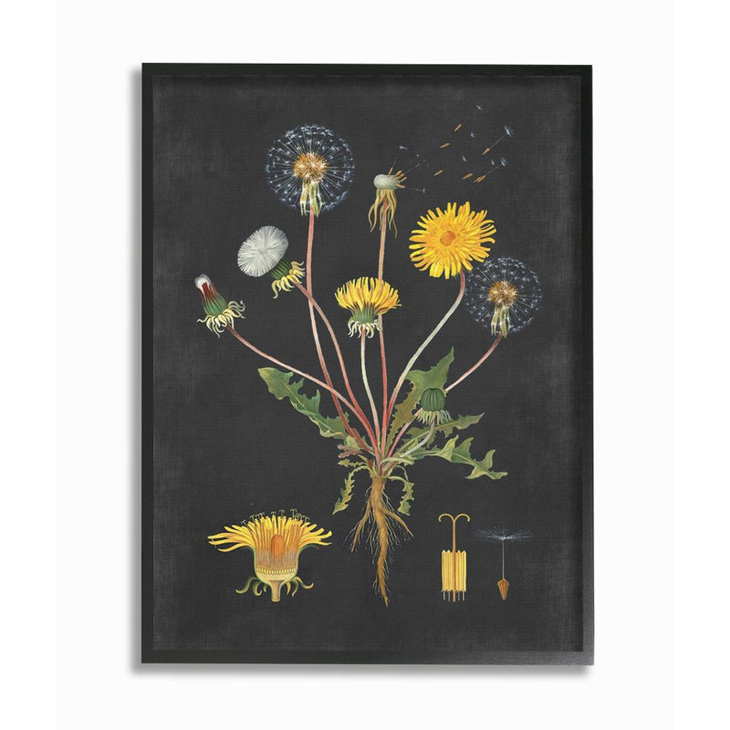 «Botanical Dessin Dandelion On Black Design», impression, H 20 po x l 16 po, Giclée encadrée noir minuit