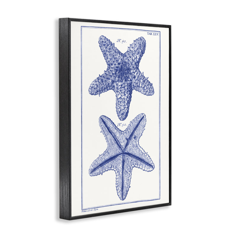 Étoile de mer bleue, art de la giclée par Vision Studio, H 18 po x l 12 po, Giclée encadrée noir minuit