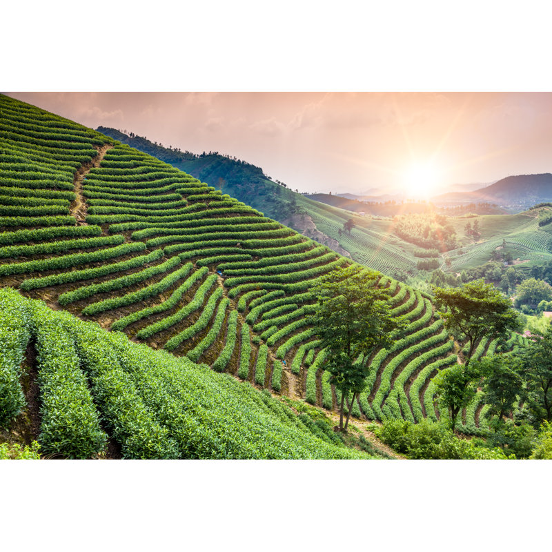 Vue panoramique du jardin de thé vert sur les collines en Chine par Inconnu - Photographie sur toile tendue