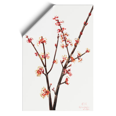 Red Maple by Mary Vaux Walcott - No Frame Painting