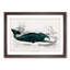 Beached Whale by Oliver Goldsmith - Single Picture Frame Painting-55543827-55543829