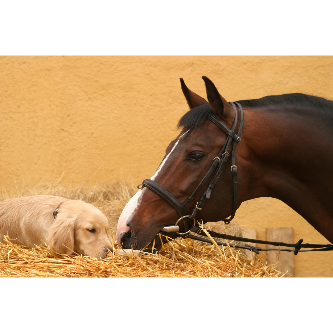 Pferd und Hund treffen sich zum ersten Mal