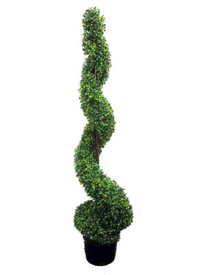 Topiaire de buis en spirale