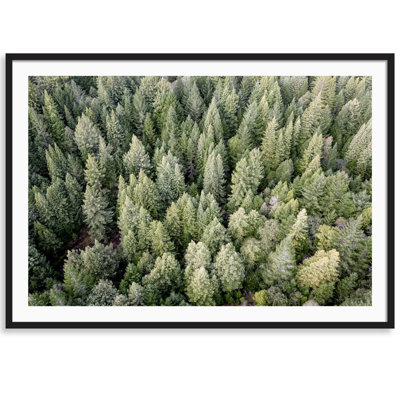 Redwoods " Redwoods View From Above " by Carly Tabak