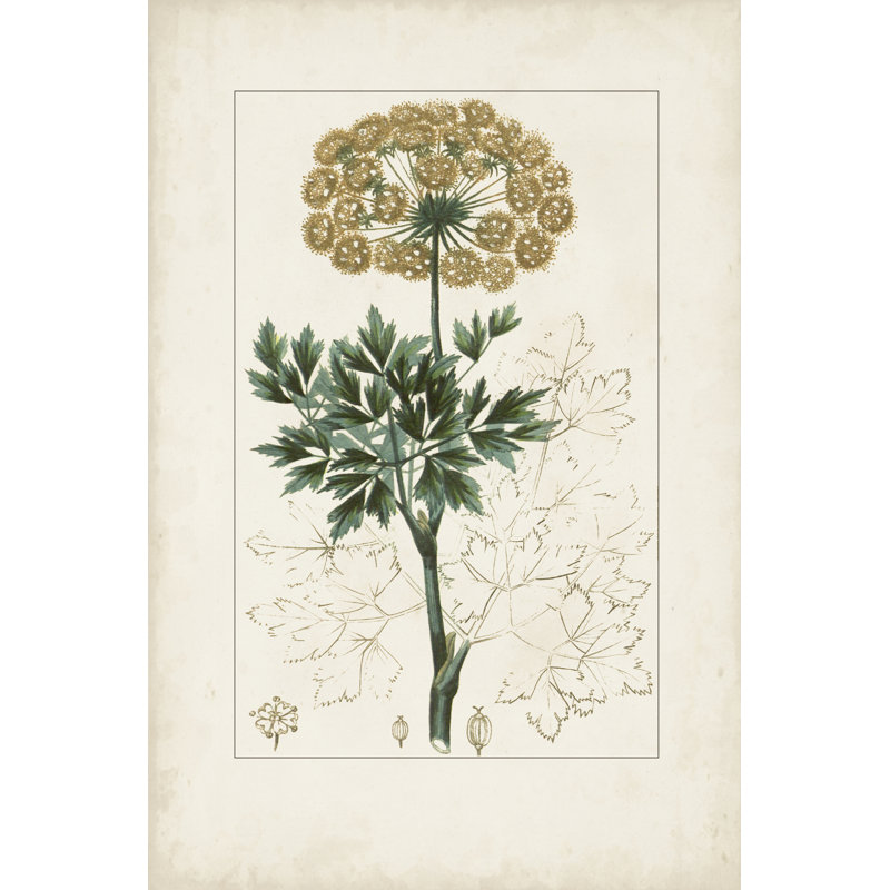 Antique Turpin Botanical VI by Turpin - Print on Canvas, 30 cm H x 20 cm W, Black Floater Framed