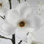 110Cm Artificial Magnolia Tree Plant in Pot-88685045-124076865