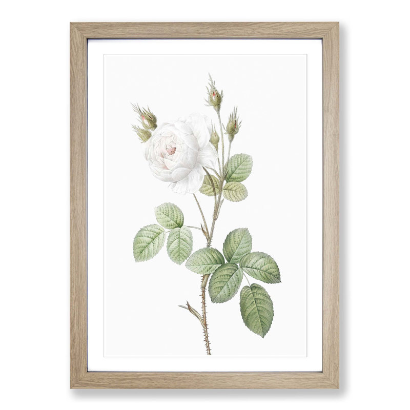 White Moss Rose by Pierre-Joseph Redoute - Picture Frame Art Prints, Oak Framed, 36cm H x 27cm W x 2cm D