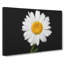 White Daisy Vol.6 - Wrapped Canvas-61876333