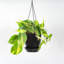 Live Brazil Philodendron Plant in Hanging Pot